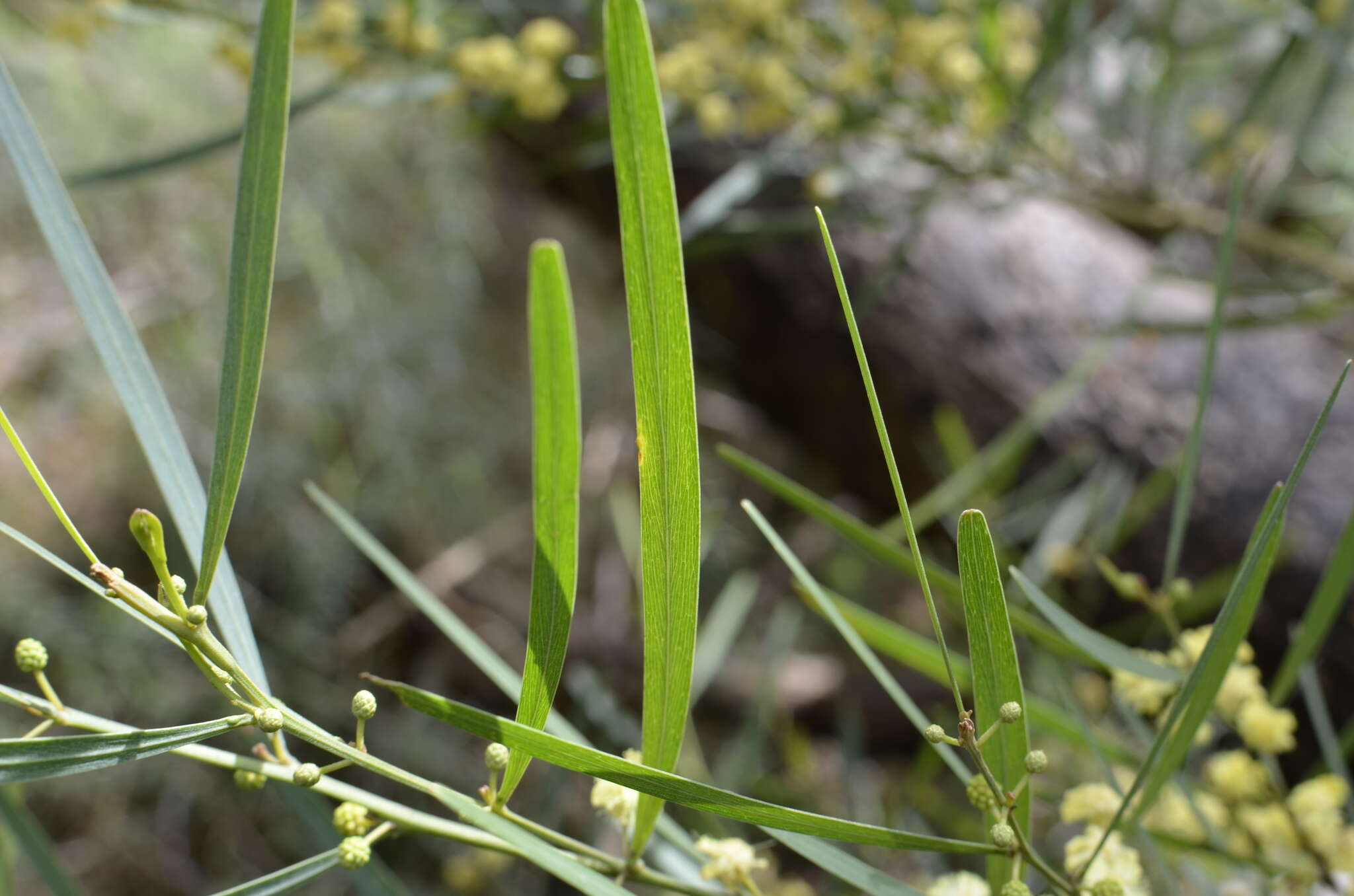 Acacia stricta (Andrews) Willd.的圖片