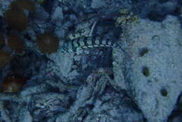 Image of Reticulated sandperch