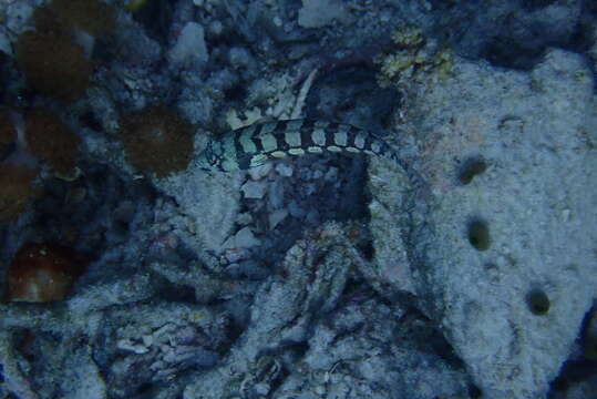 Image of Reticulated sandperch