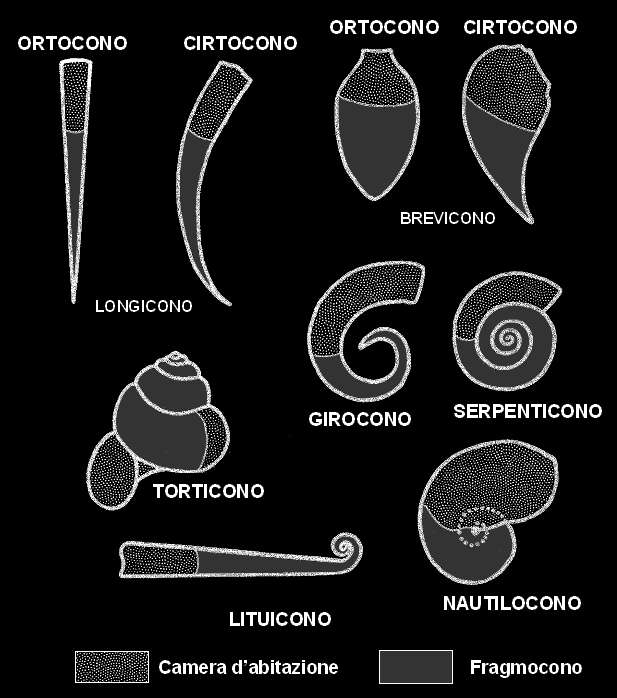 Plancia ëd Nautiloidea Agassiz 1847