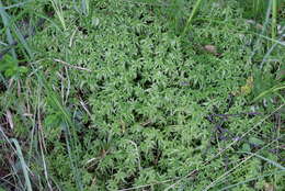 Image of Prairie sphagnum moss