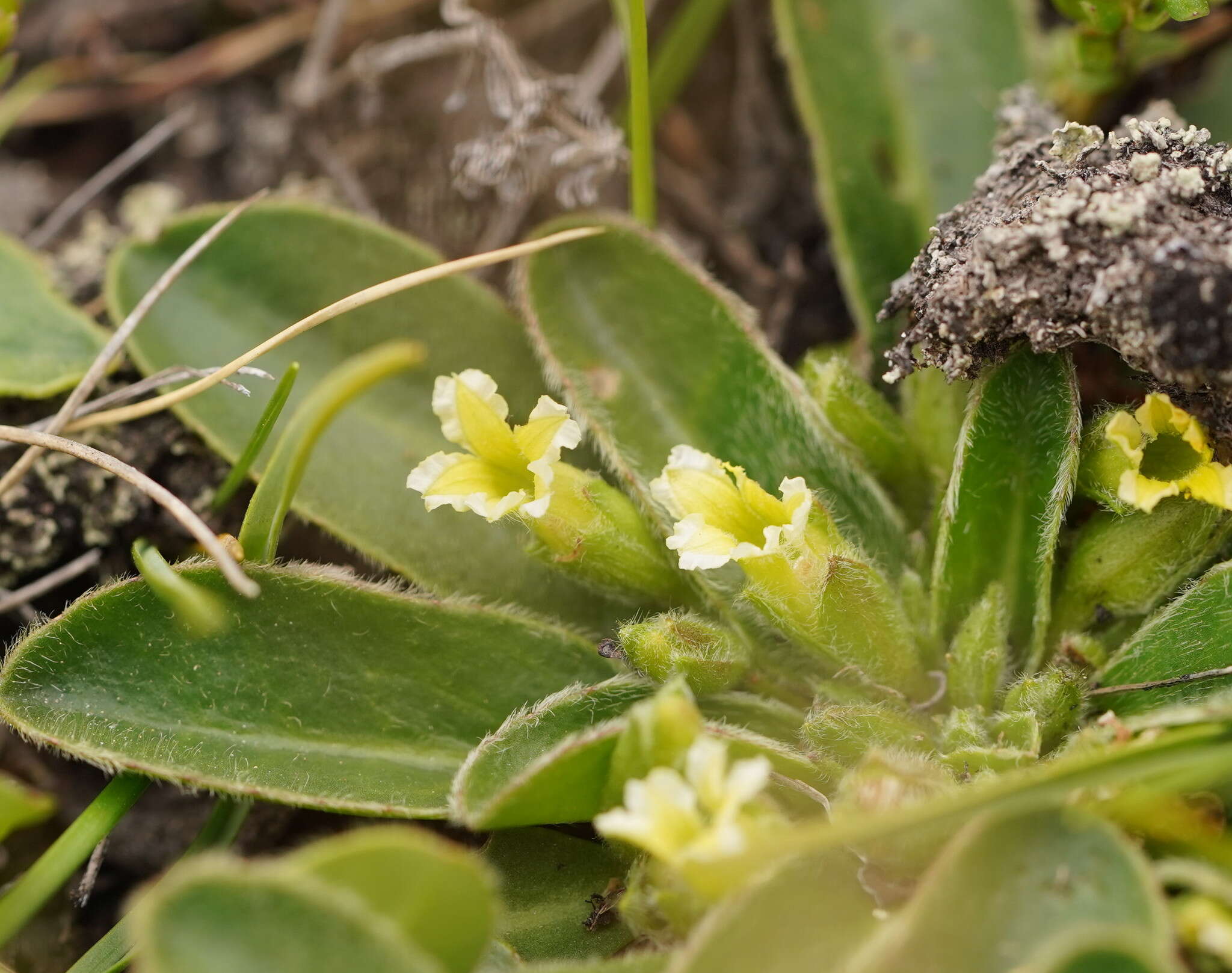 Goodenia montana resmi