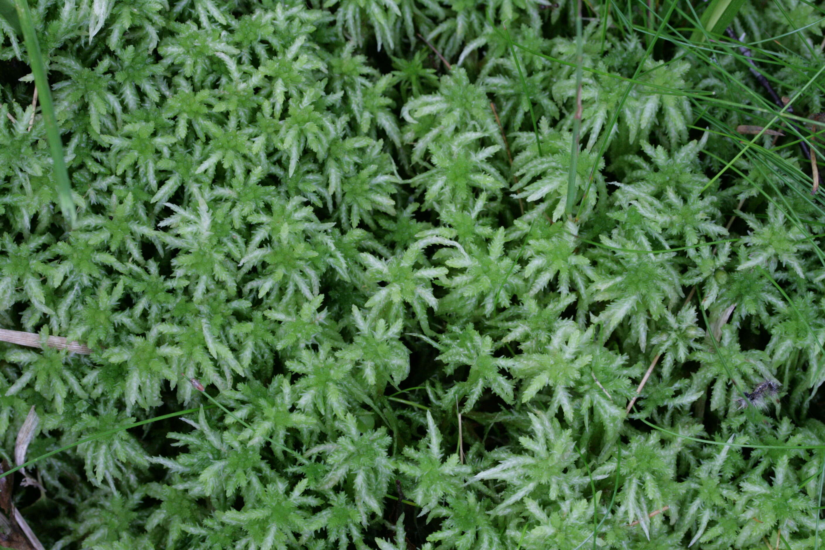 Image of Prairie sphagnum moss