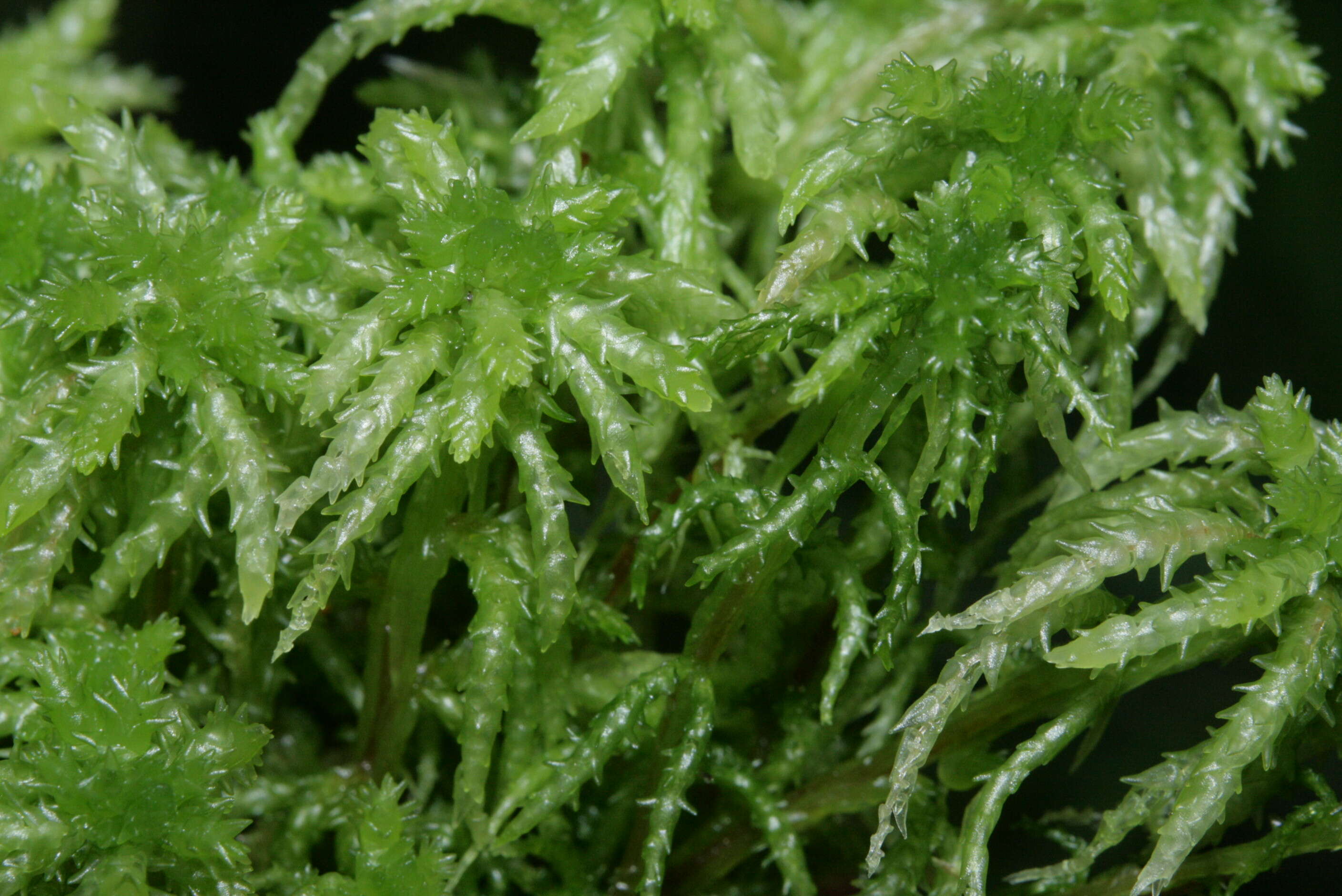 Image of Prairie sphagnum moss