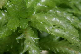 Image of Prairie sphagnum moss