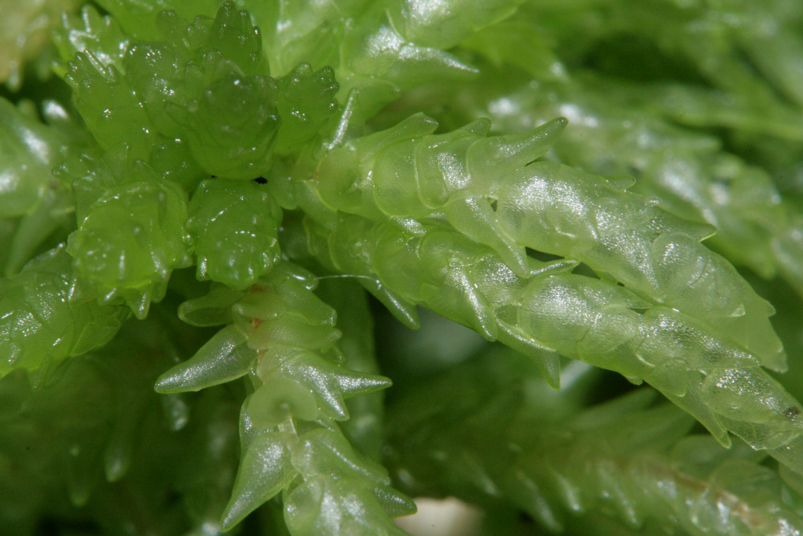 Image of Prairie sphagnum moss