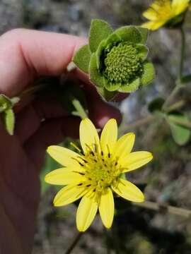 Image de Silphium glutinosum J. R. Allison