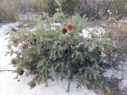 Image de Banksia nutans R. Br.