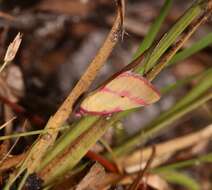 Image of Ernestine's Moth