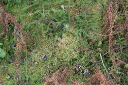 Image of Prairie sphagnum moss