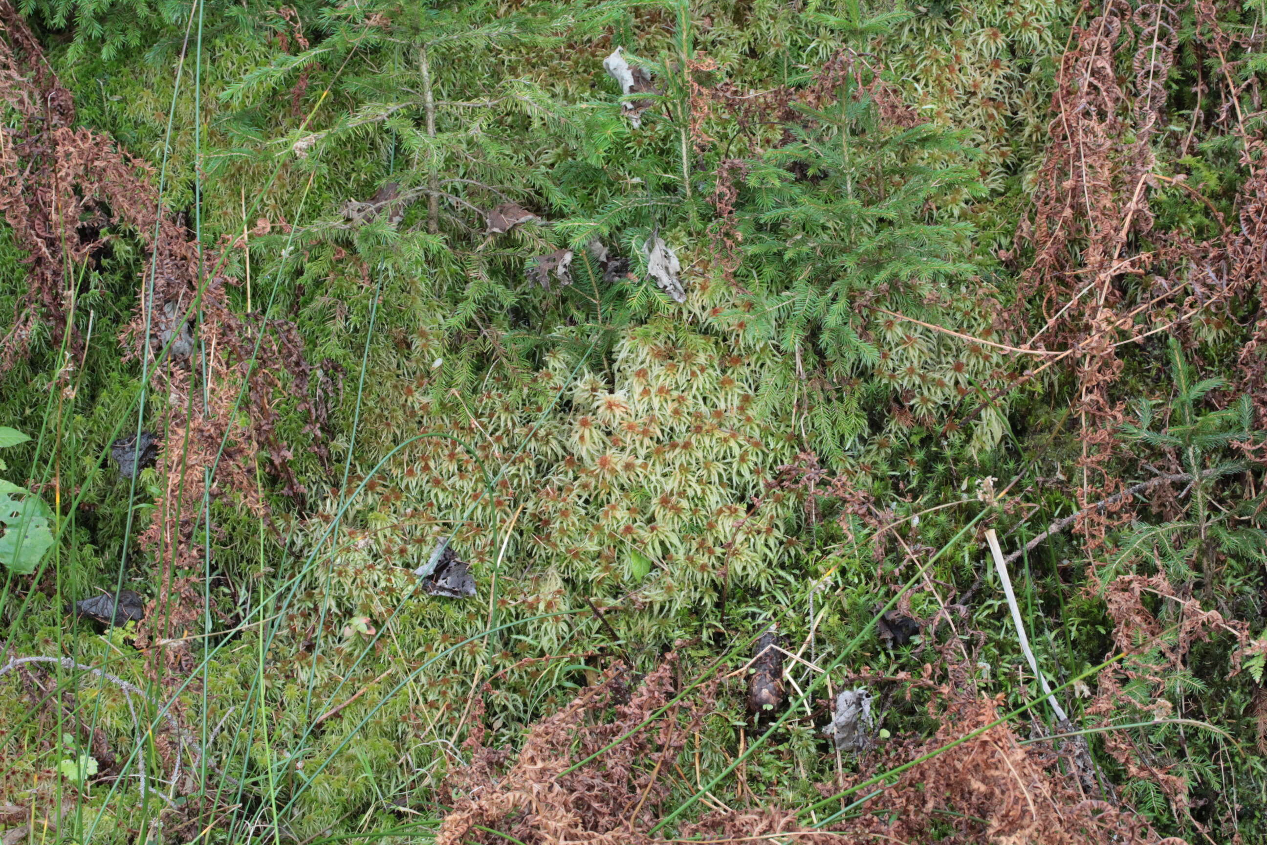 Image of Prairie sphagnum moss