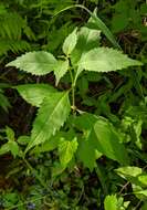 Image of Virginia water horehound