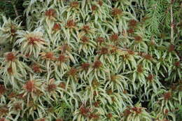 Image of Prairie sphagnum moss