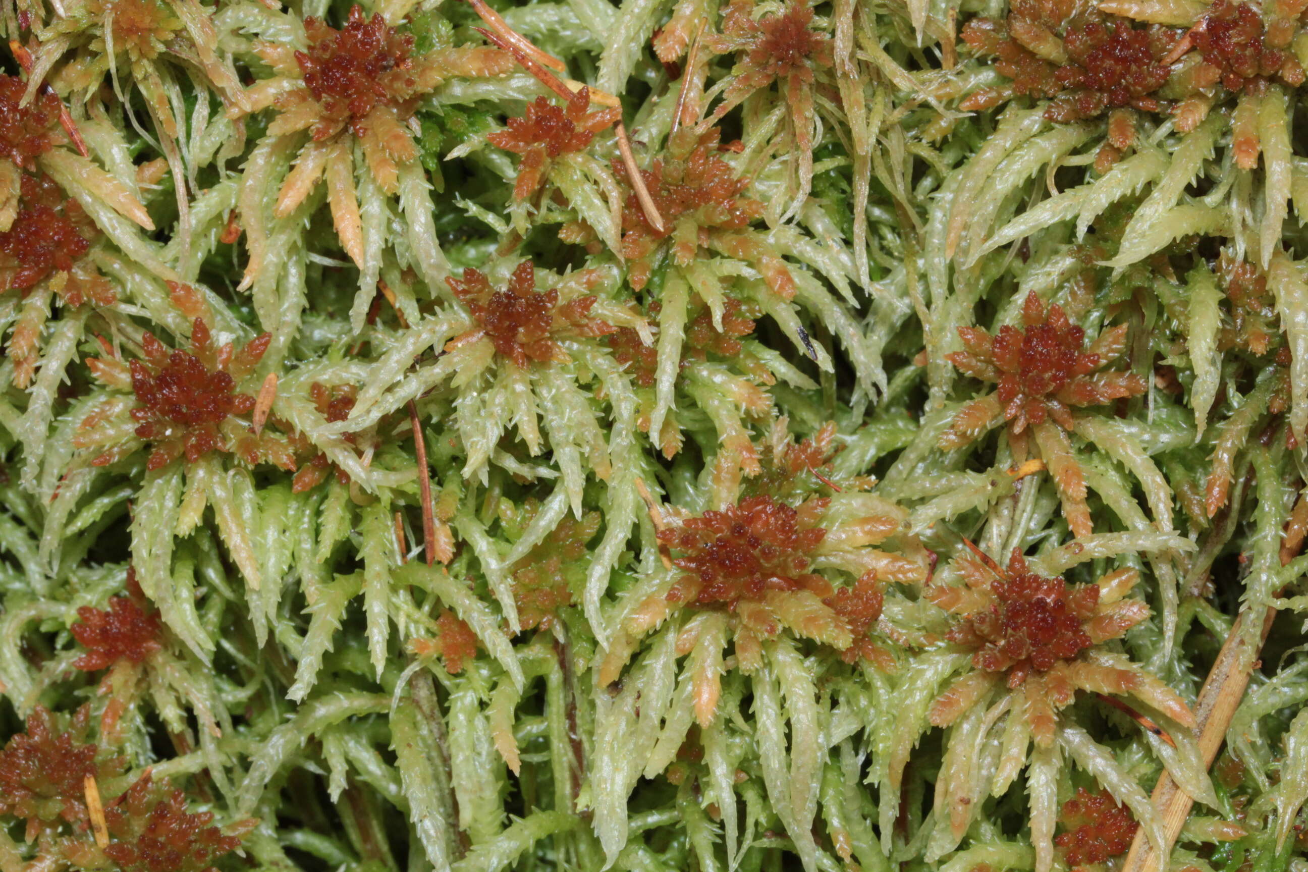 Image of Prairie sphagnum moss