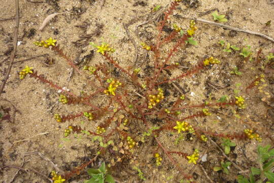 Image of Sedum japonicum subsp. uniflorum H. Ohba