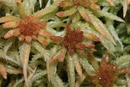 Image of Prairie sphagnum moss