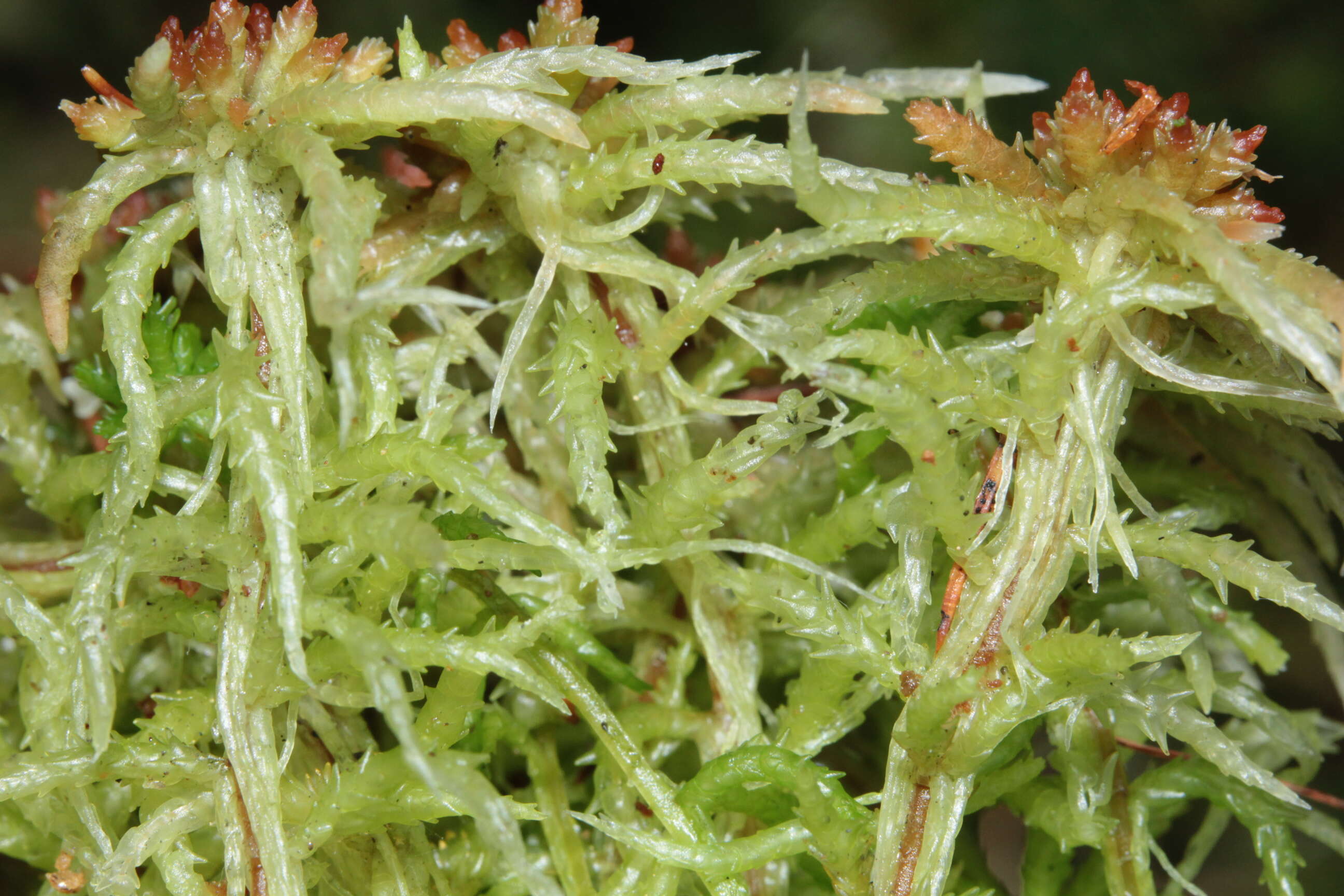 Image of Prairie sphagnum moss