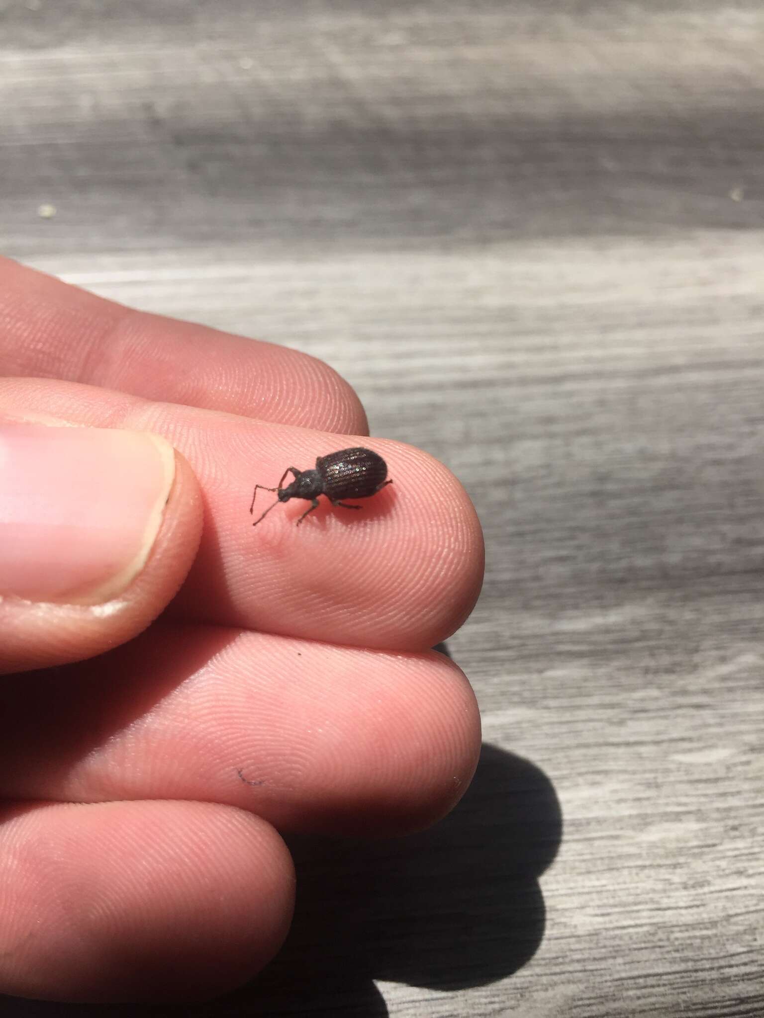 Image of rough strawberry root weevil