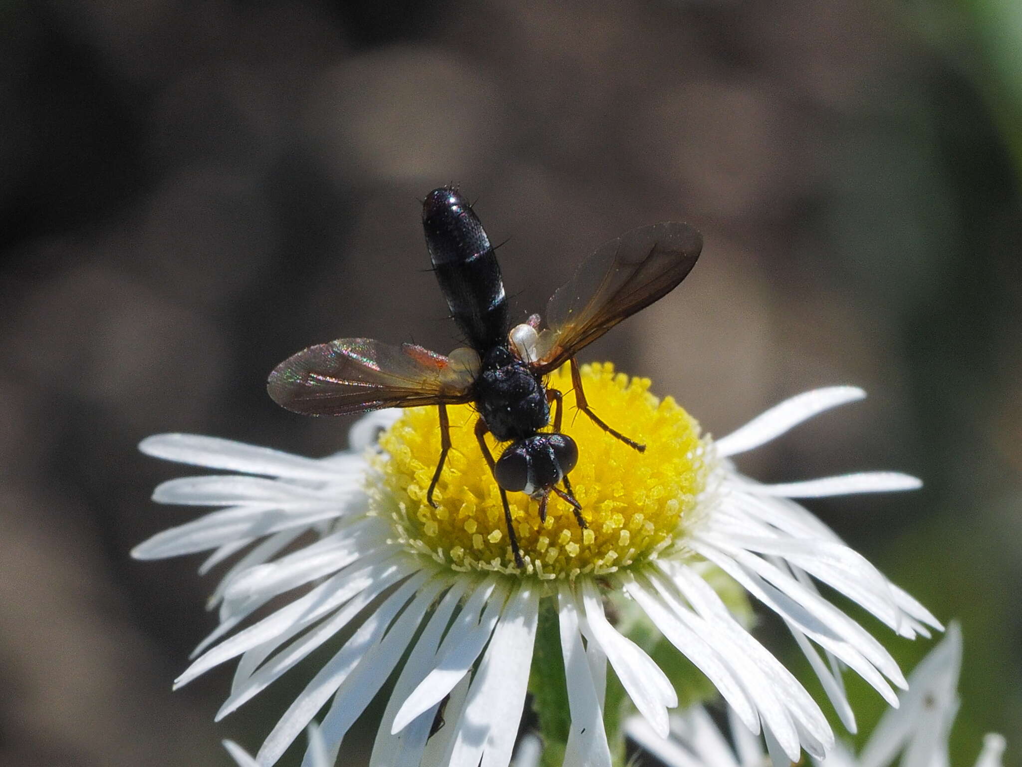 Image of Cylindromyia rufipes (Meigen 1824)