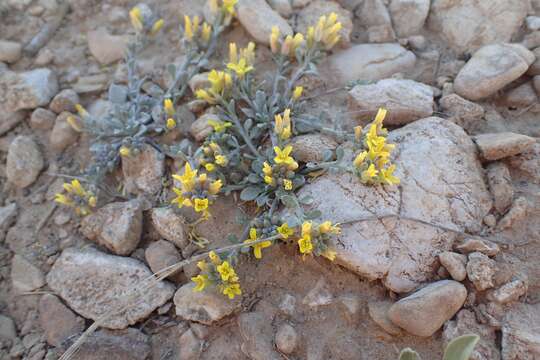 Image of Physaria kingii subsp. kingii