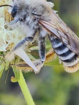 Image of Silvery Pantaloon Bee