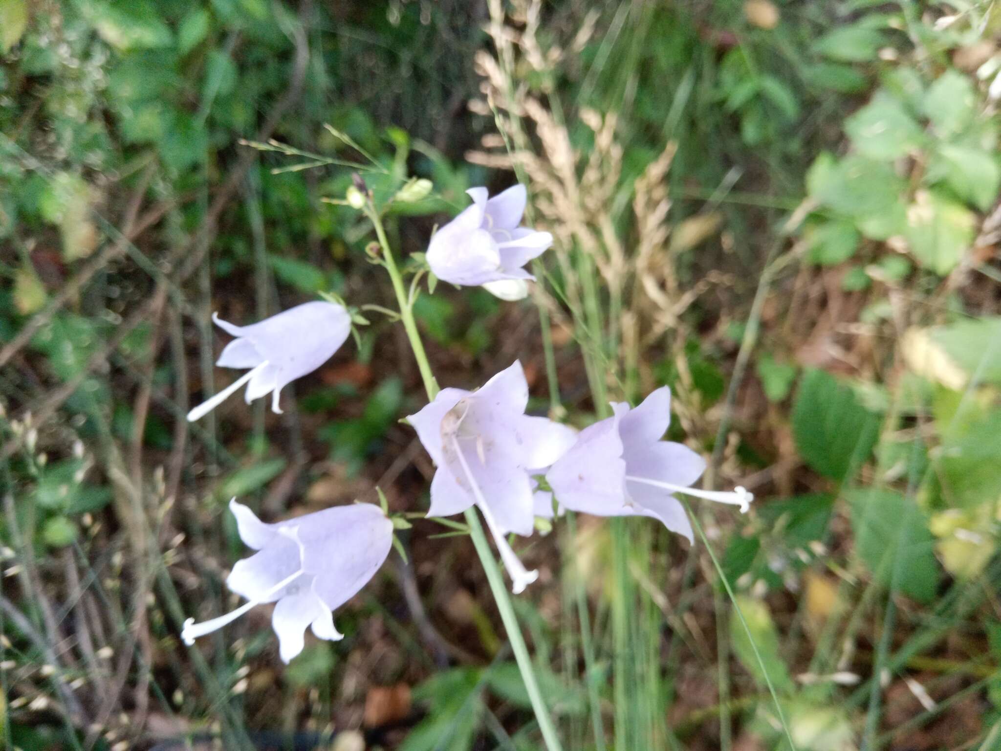 Imagem de Adenophora pereskiifolia (Fisch. ex Schult.) G. Don