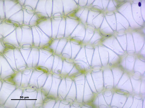 Image of Prairie sphagnum moss