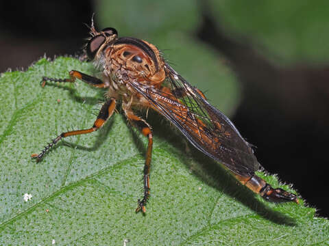 Image of Synolcus dubius (Macquart 1846)