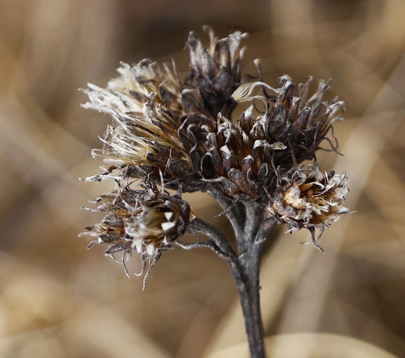 Image of Saussurea pseudotilesii Lipsch.