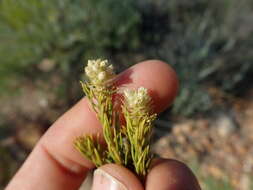 Image of Phylica excelsa Wendl.