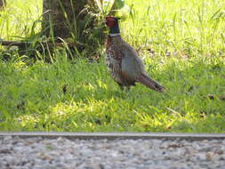 Imagem de Phasianus colchicus formosanus Elliot & DG 1870