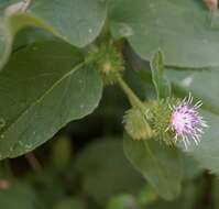 Image of Arctium nemorosum Lej.