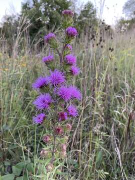 Image of Nieuwland's blazing star