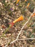 Image of Camissonia kernensis subsp. kernensis