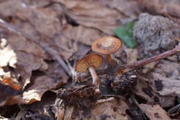 Plancia ëd Gymnopus vernus (Ryman) Antonín & Noordel. 2008