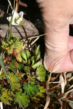 Image de Gentianella limoselloides (Kunth) Fabris