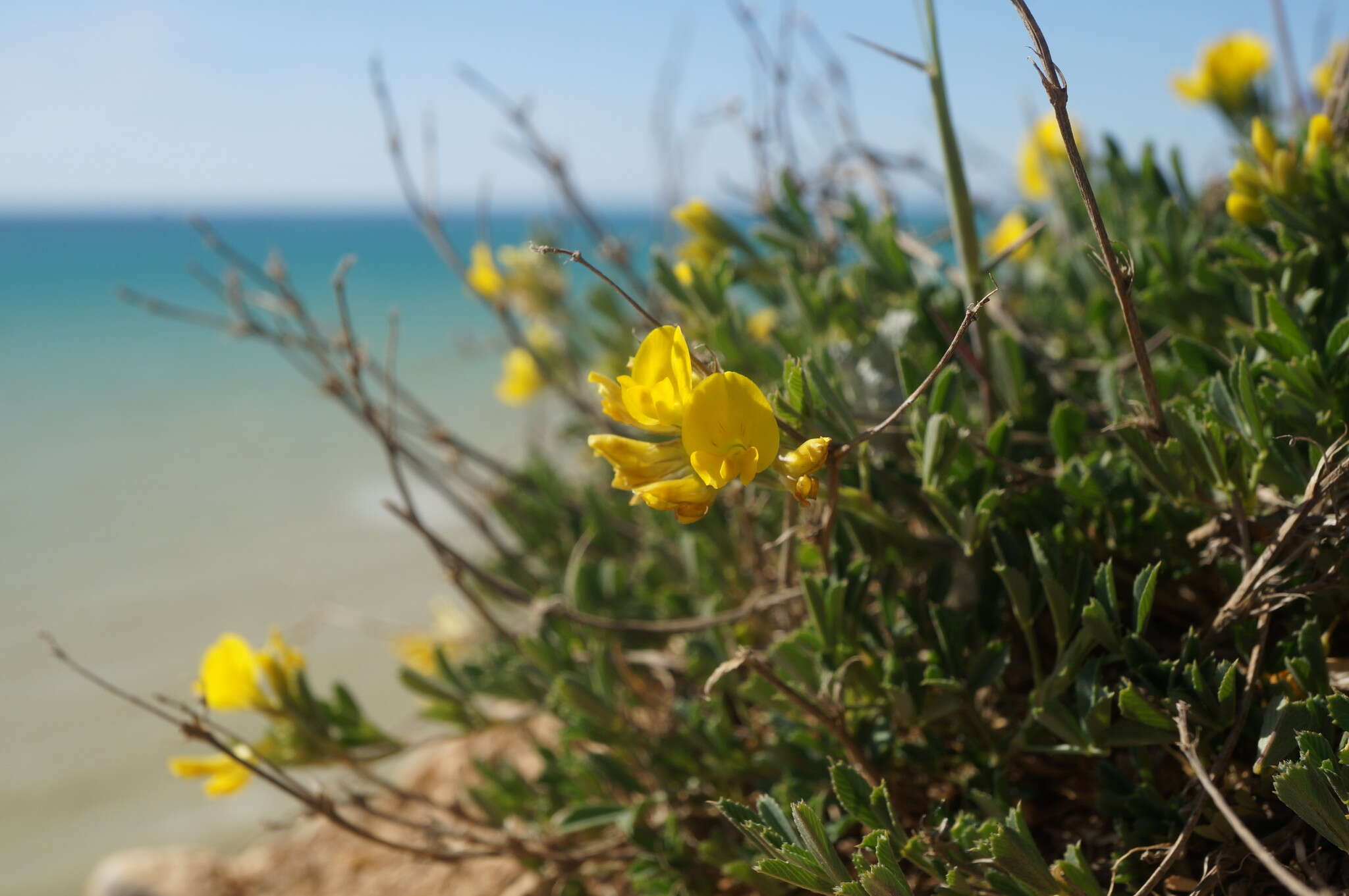 Image de Medicago saxatilis M. Bieb.