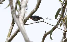 Image of Mistletoebird