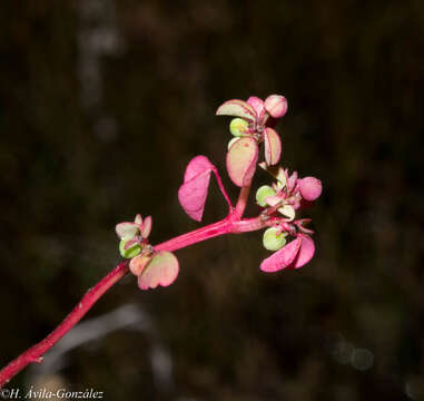 Image of Euphorbia misella S. Watson