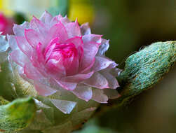 Image de Helichrysum argyrosphaerum DC.