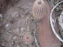 Image de Ceropegia coleorum (Plowes) Bruyns