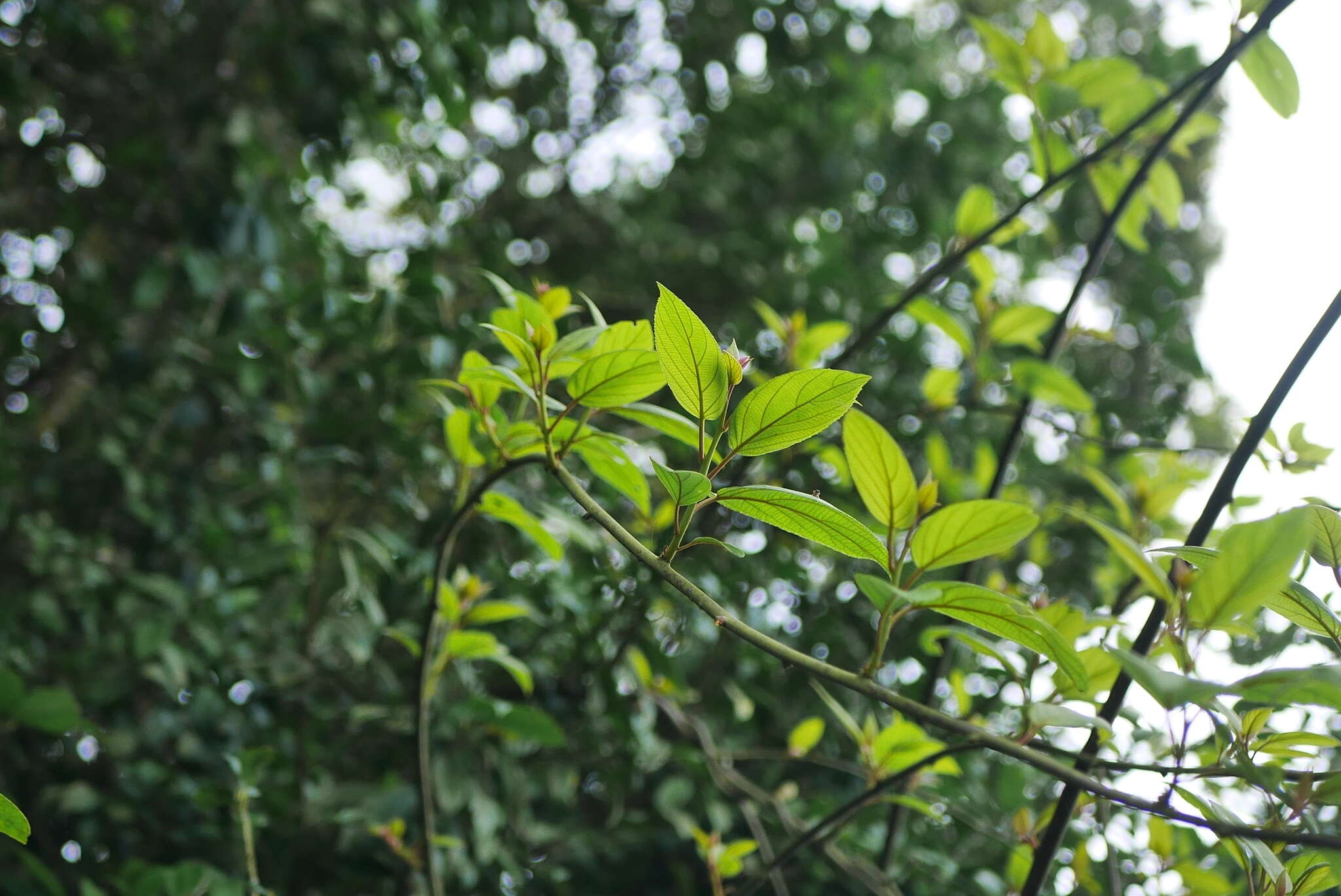 Image of Actinidia latifolia (Gardner & Champ.) Merr.
