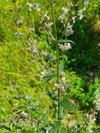 Image of Nepeta nuda subsp. nuda