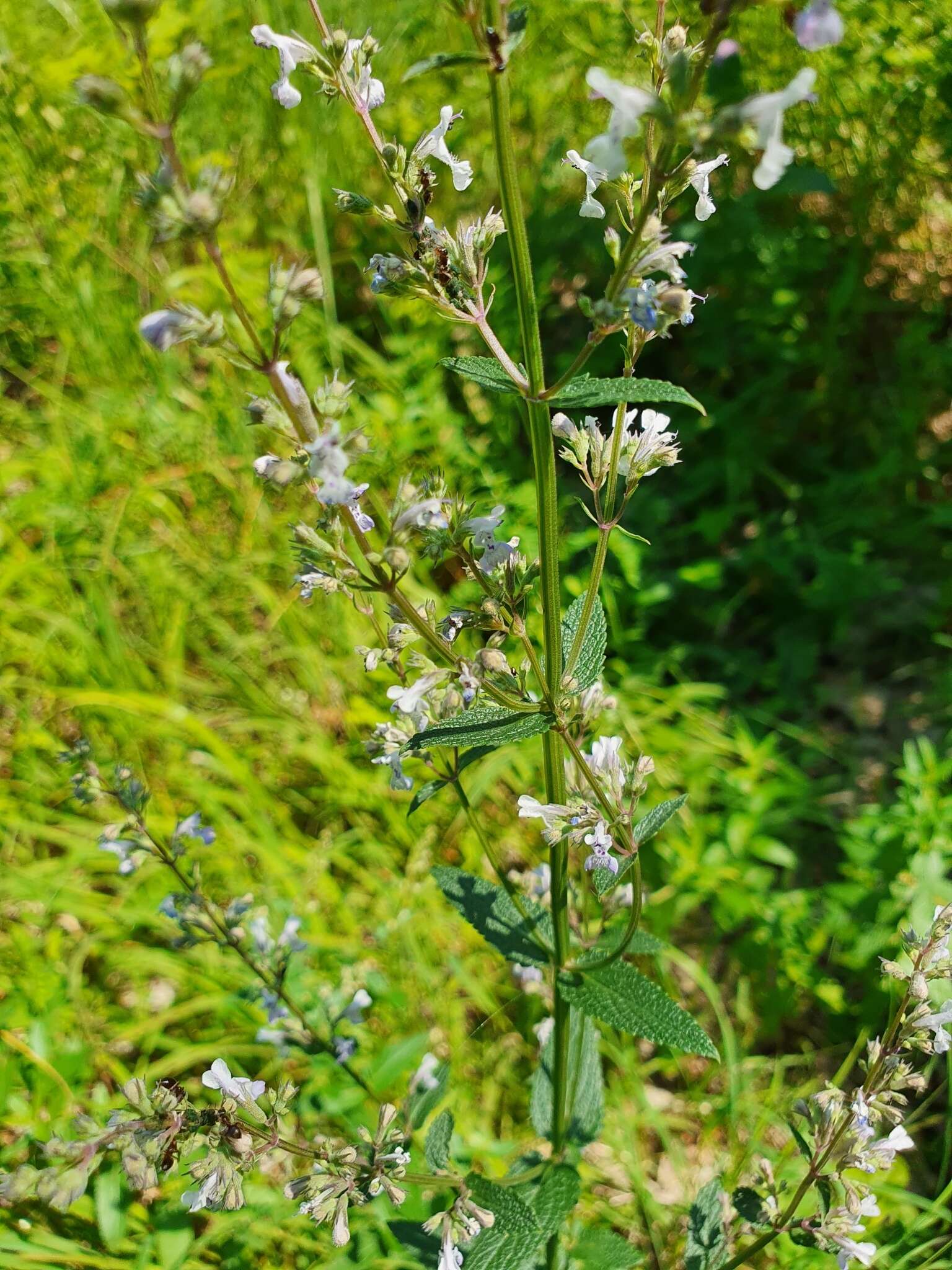 Plancia ëd Nepeta nuda subsp. nuda