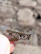 Image of Canarian Pincer Grasshopper