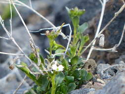 Image of Kamchatka rockcress