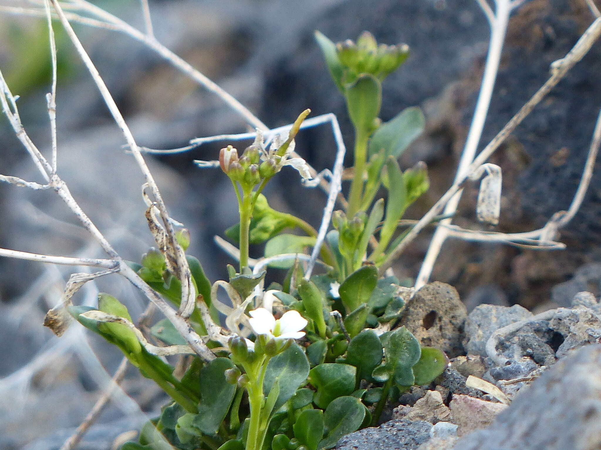 Image of Kamchatka rockcress