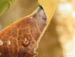 صورة Nihonhimea tesselata (Keyserling 1884)