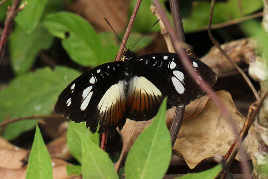 Image of Aterica galene Brown