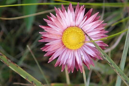 Image of Helichrysum adenocarpum DC.